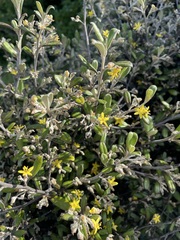 Corokia
