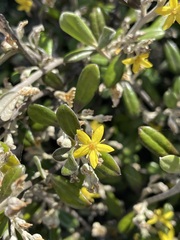 Corokia