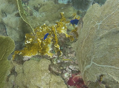 Microspathodon chrysurus