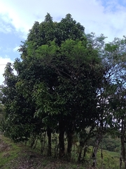 Syzygium malaccense