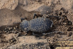 Cryptoglossa variolosa