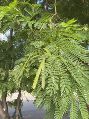 Leucaena