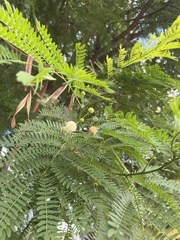 Leucaena