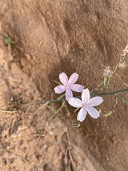 Stephanomeria exigua