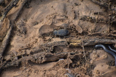 Cryptoglossa variolosa