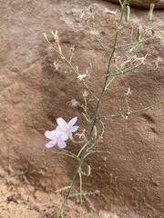 Stephanomeria exigua