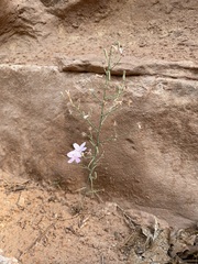 Stephanomeria exigua