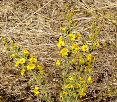 Holocarpha virgata virgata