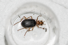 Brachinus scotomedes