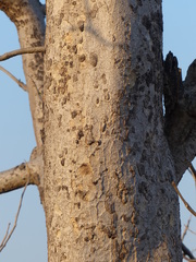 Schrebera swietenioides