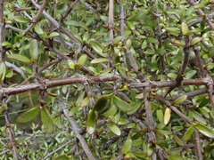 Coprosma cheesemanii