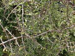 Coprosma cheesemanii