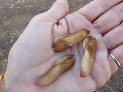 Schrebera swietenioides