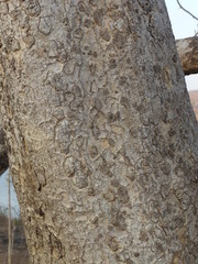 Schrebera swietenioides