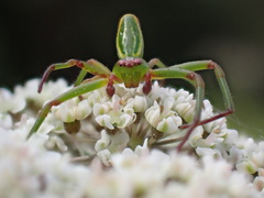 Diaea