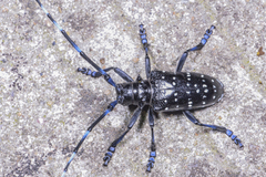 Anoplophora chinensis