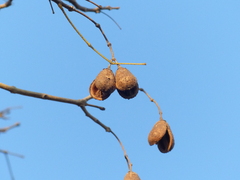 Schrebera swietenioides