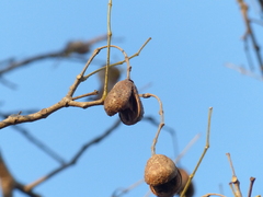 Schrebera swietenioides