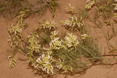 Astragalus pectinatus