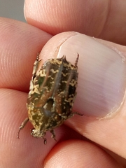 Protaetia fusca