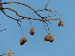 Schrebera swietenioides