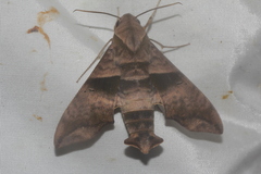 Perigonia lusca