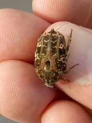 Protaetia fusca