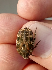 Protaetia fusca