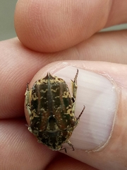 Protaetia fusca