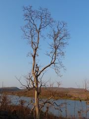 Schrebera swietenioides