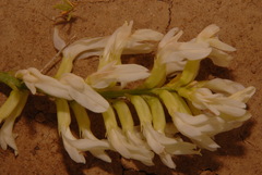Astragalus pectinatus