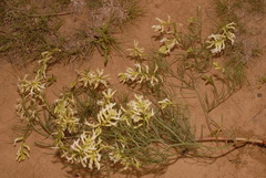 Astragalus pectinatus