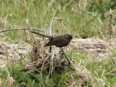 Rhipidura fuliginosa