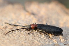 Ischnomera excavata
