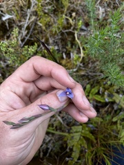 Thelymitra pulchella