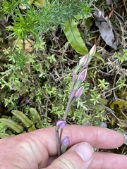 Thelymitra pulchella