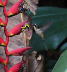 Phaethornis longirostris