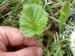 Geum cockaynei