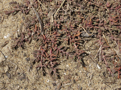 Suaeda novae-zelandiae