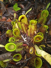 Nepenthes ampullaria