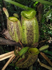 Nepenthes ampullaria