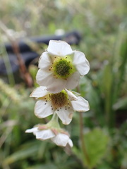 Geum cockaynei
