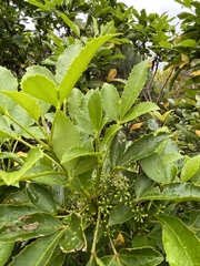 Pseudopanax colensoi