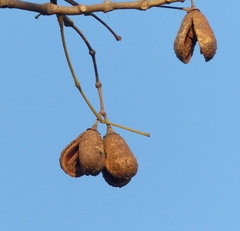 Schrebera swietenioides