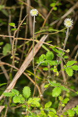 Acaena juvenca