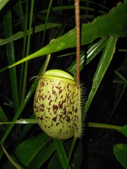 Nepenthes ampullaria