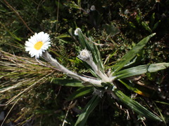 Celmisia spectabilis