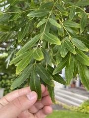 Zanthoxylum coco