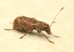 Phymatus hetaera