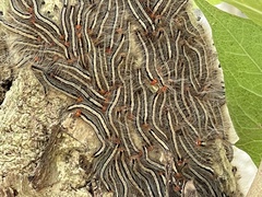Lepidoptera
